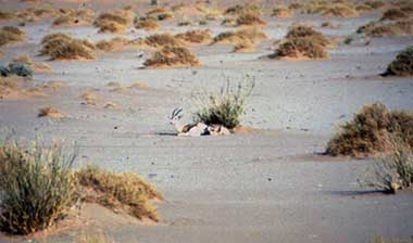 Niger: gazzella