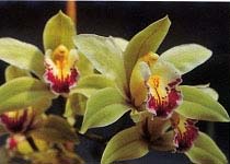 Orchidea: Cymbidium "Sayonara"