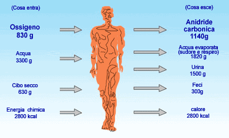 metabolismo