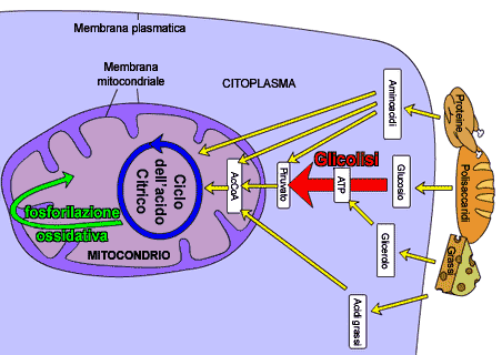Metabolismo cellulare