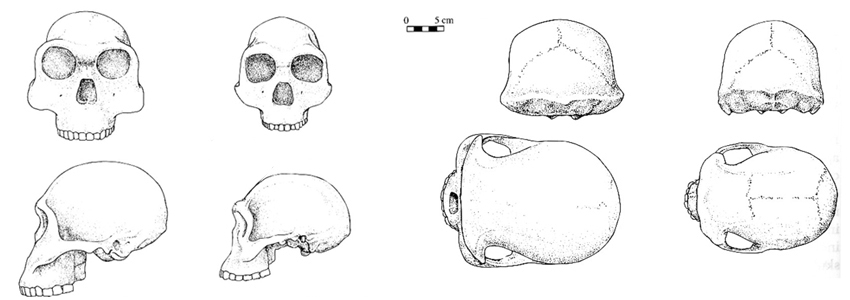 adattata da The Human Career, The University of Chicago Press – crani di Homo habilis