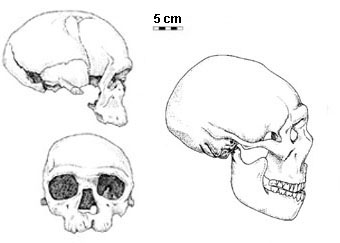 adattata da The Human Career, The University of Chicago Press – crani di Neandertal e sapiens arcaico