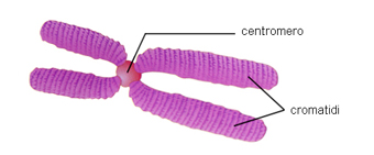 Natura, Einaudi Scuola – cromosoma