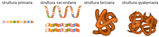 Natura, Einaudi Scuola – struttura proteine