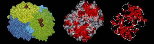 ricostruzioni tridimensionali molecola emoglobina