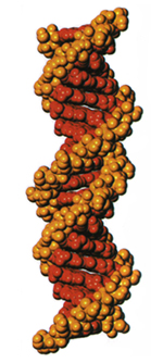 tratta da DNA, Alfred Knopf – struttura DNA