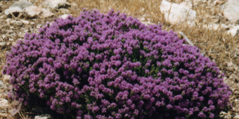 foto k – origano in fiore