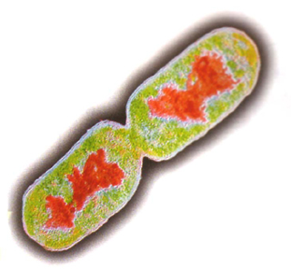 Natura, Einaudi Scuola – Escherichia coli