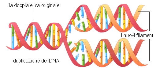 NATURA, Einaudi Scuola – duplicazione DNA