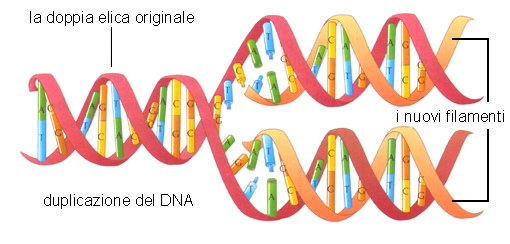 NATURA, Einaudi Scuola – duplicazione DNA