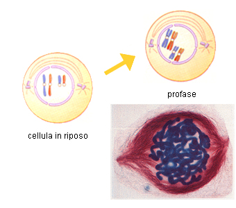 adattata da NATURA, Einaudi Scuola – profase