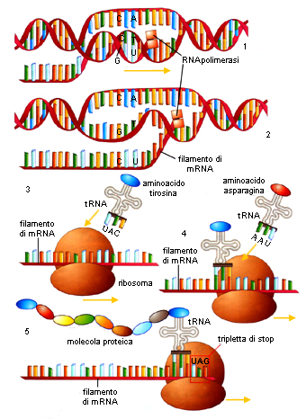 NATURA, Einaudi Scuola – trascrizione DNA e costruzione proteine