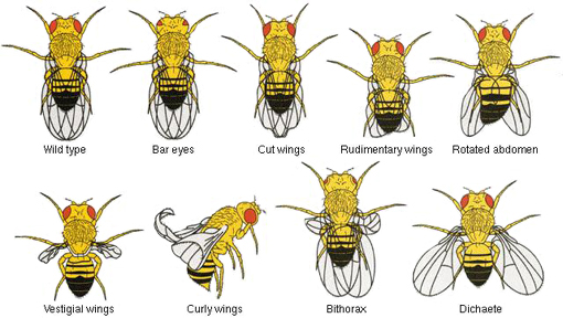 variazioni in Drosophila