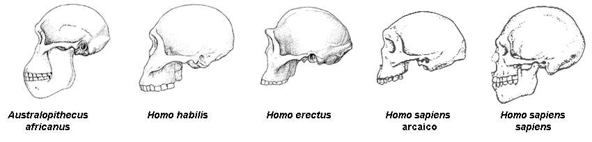 adattata da THE HUMAN CAREER, The University of Chicago Press – crani australopitechi e uomini
