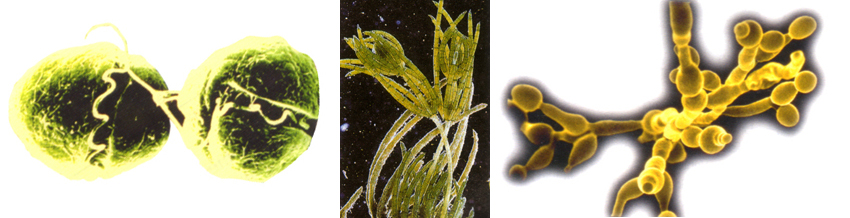 NATURA, Einaudi Scuola – dinoflagellato, alga, muffa