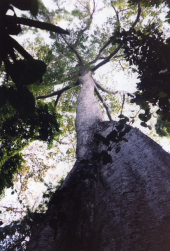 foto k – grande albero