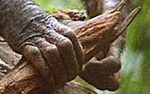 mano di scimpanzé