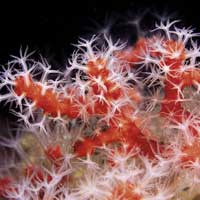 foto web: Corallo rosso Portofino