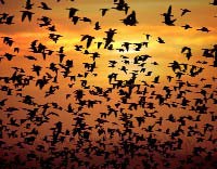 Foto web: Uccelli migratori