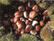Marroni