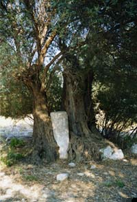 Foto k: Colonna romana avvolta da un ulivo