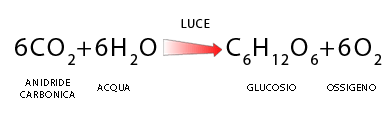 Glucosio