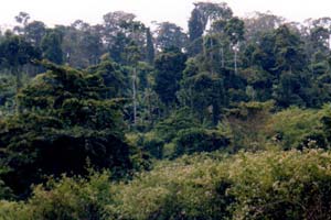 Foto k: Foresta tropicale