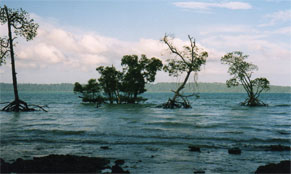 foto k: Escursione della marea nell'isola di Havelock - Arcipelago delle Andamane - India 