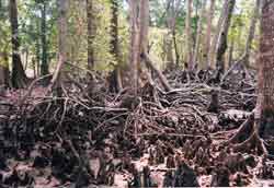 foto k: Radici di mangrovie