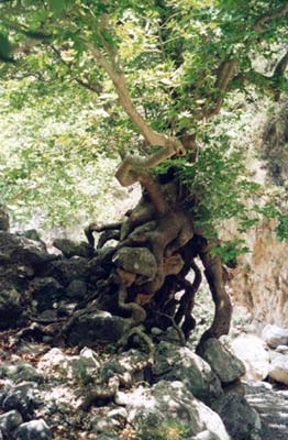 Foto k: foresta europea 