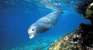 WWF: foca monaca