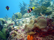 BigFoto.com: fondale corallino
