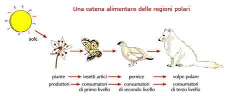 Catena alimentare