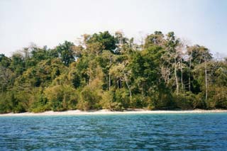 Foto k: foresta tropicale - Andamane
