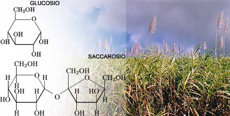 Struttura molecolare dei carboidrati