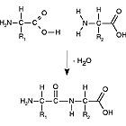 Struttura molecolare di una proteina