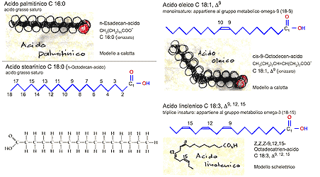 Struttura molecolare dei grassi