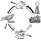 Ciclo della vita