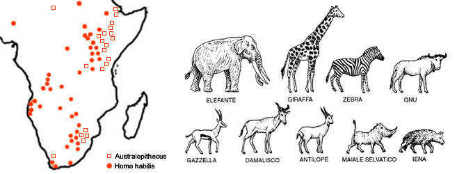 adattata da Chi Siamo, Mondadori – distribuzione australopitechi e Homo habilis