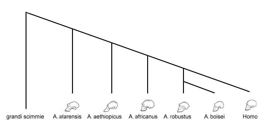 adattata da The Human Career, The University of Chicago Press – genealogia australopitechi e Homo habilis