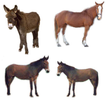 asino e cavallo, mulo e bardotto