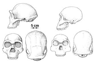 adattata da The Human Career, The University of Chicago Press – crani erectus e habilis