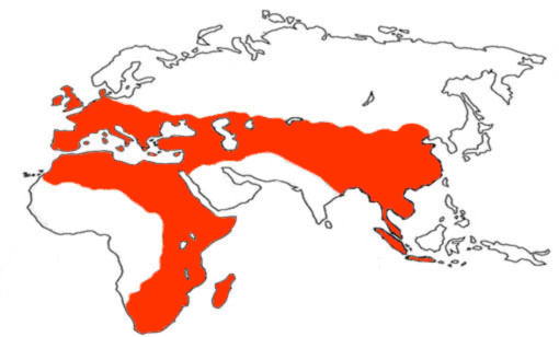 diffusione di Homo erectus