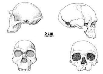 adattata da The Human Career, The University of Chicago Press – crani erectus e sapiens