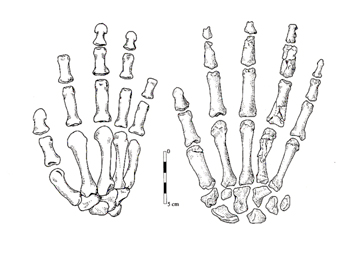 adattata da The Human Career, The University of Chicago Press – ossa mano Neandertal (Shanidar 4) e moderno (Qafzeh 9)