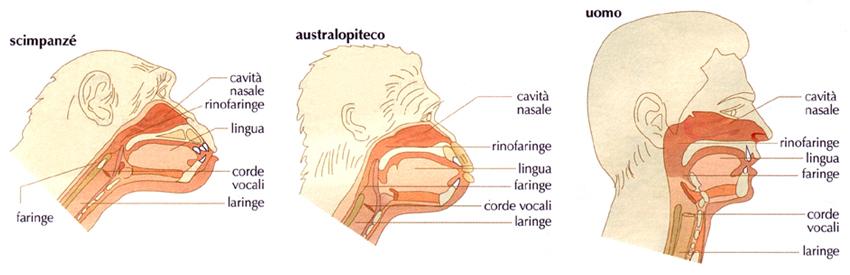 Natura, Einaudi Scuola – organi di fonazione scimpanzé, australopiteco, uomo