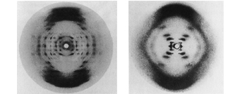 tratta da DNA, Alfred Knopf – foto ai raggi X di DNA cristallizzato