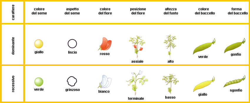 NATURA, Einaudi Scuola – caratteri impiegati da Mendel