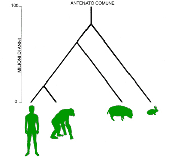adattata da CHI SIAMO, Mondadori – albero evolutivo di quattro mammiferi