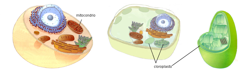 adattata da NATURA, Einaudi Scuola – cellula animale e cellula vegetale